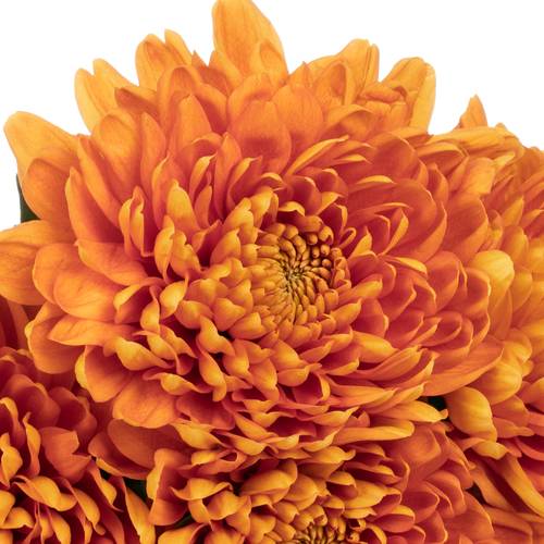 Chrys.Deko orange Bellavista 70 Gramm