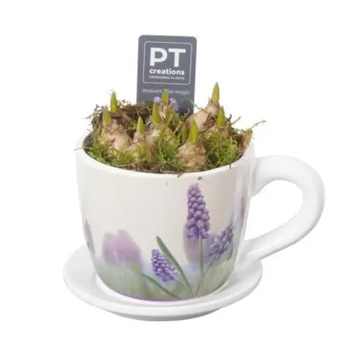 Muscari.Arr PTMB2642 T15 H015