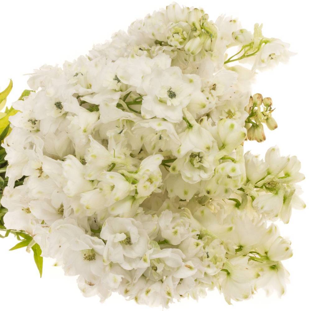 Delphinium weiss F White 90cm