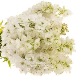Delphinium weiss F White 90cm