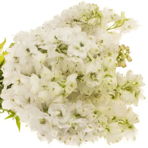 Delphinium weiss F White 90cm