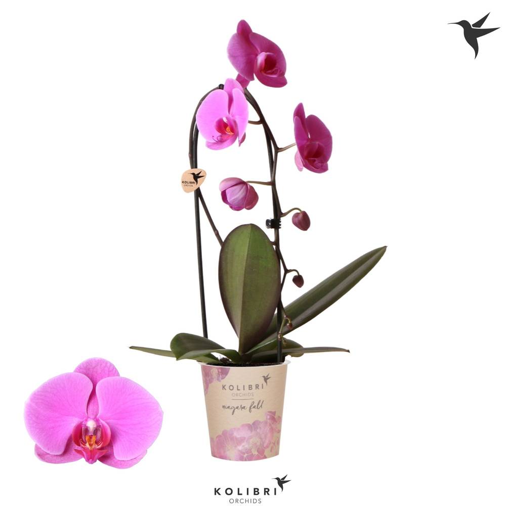 Phal.1-R lila Niagara T12 H050