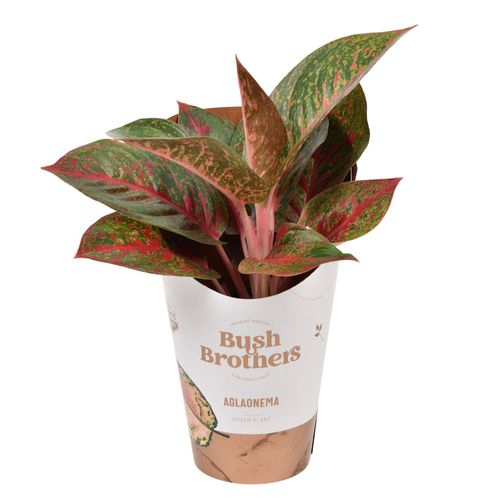 Aglaonema Dark Star T12 H35