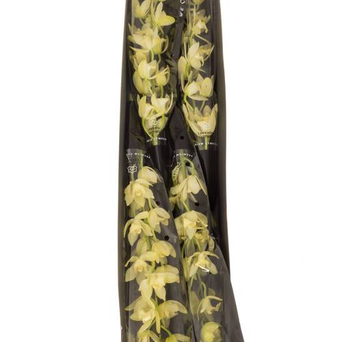 Mini Cymbidium hellgrün Limoncello 60cm 12+Blüte
