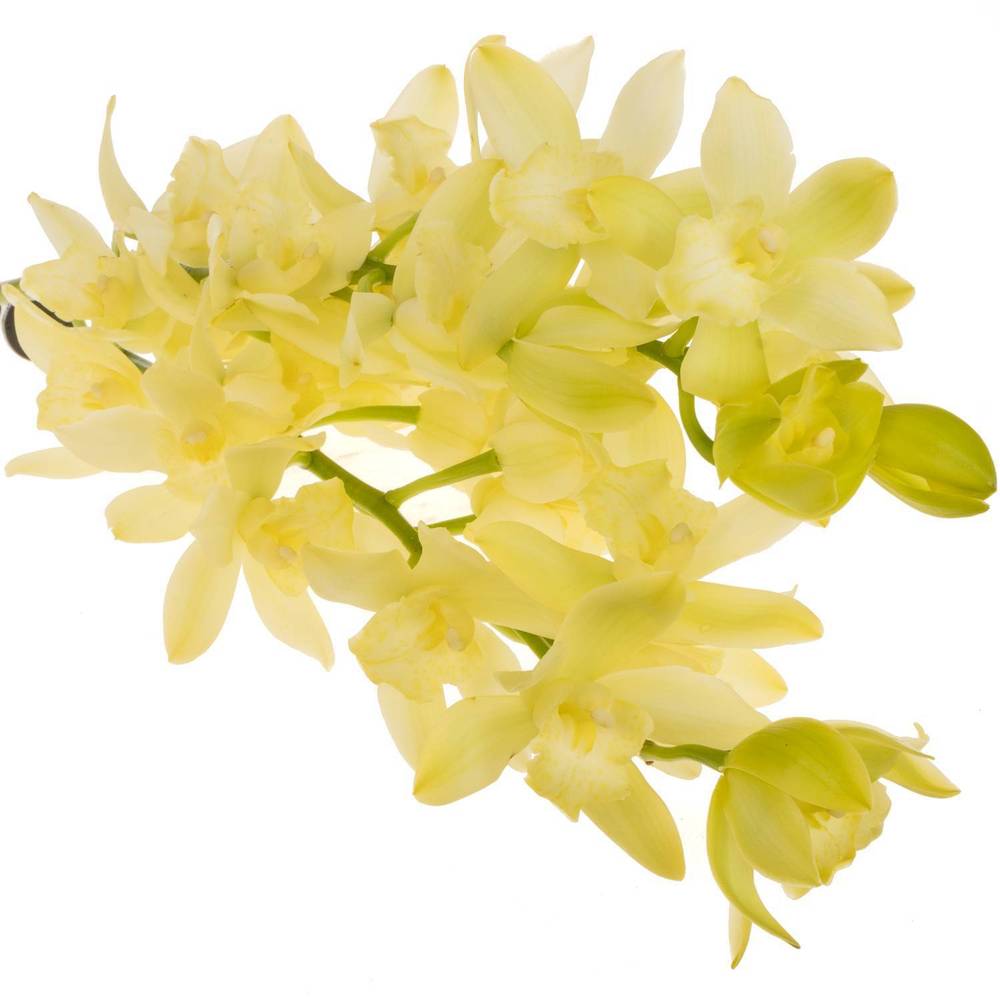 Mini Cymbidium hellgrün Limoncello 60cm 12+Blüte