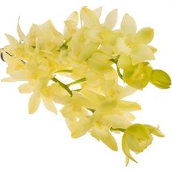 Mini Cymbidium hellgrün Limoncello 60cm 12+Blüte