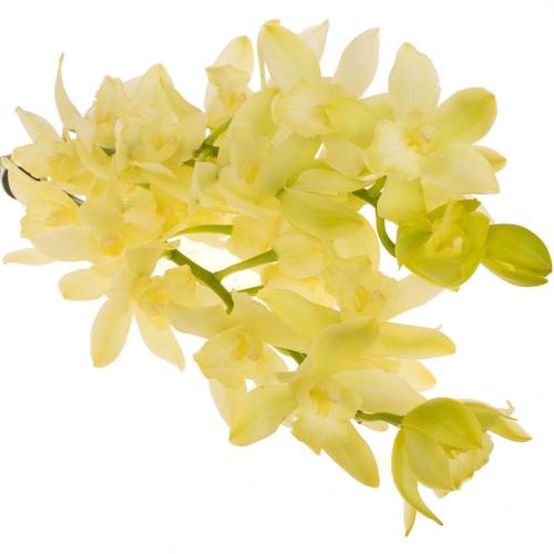 Mini Cymbidium hellgrün Limoncello 60cm 12+Blüte