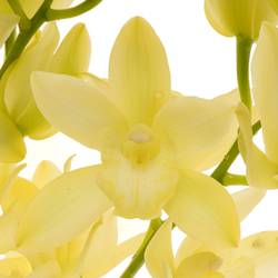 Mini Cymbidium hellgrün Limoncello 60cm 12+Blüte