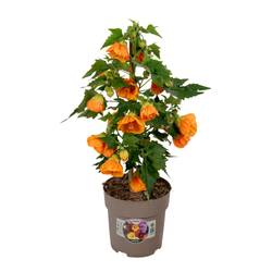 Abutilon orange T15 H045