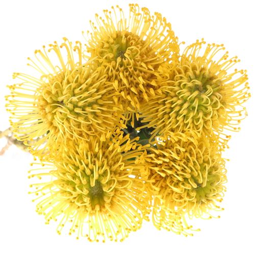 Nutans gelb High Gold 60cm
