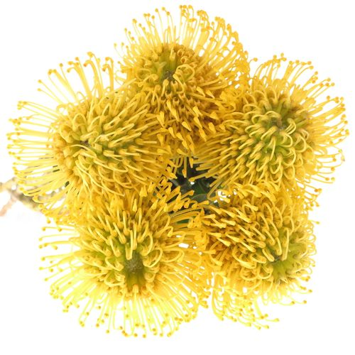 Nutans gelb High Gold 60cm
