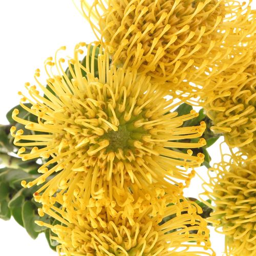 Nutans gelb High Gold 60cm