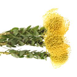 Nutans gelb High Gold 60cm