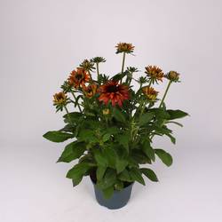 Rudbeckia Grafiti Caramel T19 H060