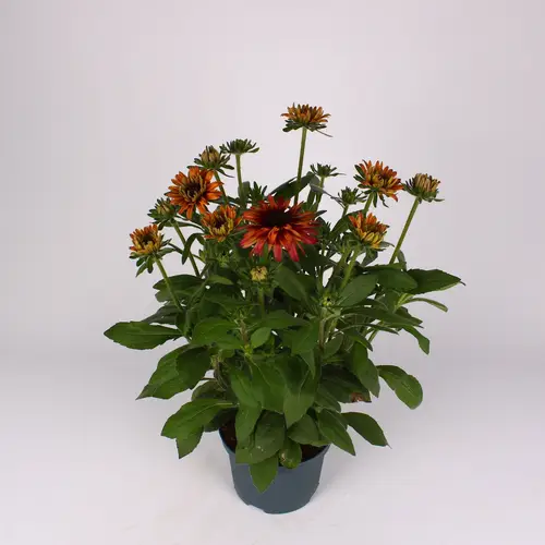 Rudbeckia Grafiti Caramel T19 H060