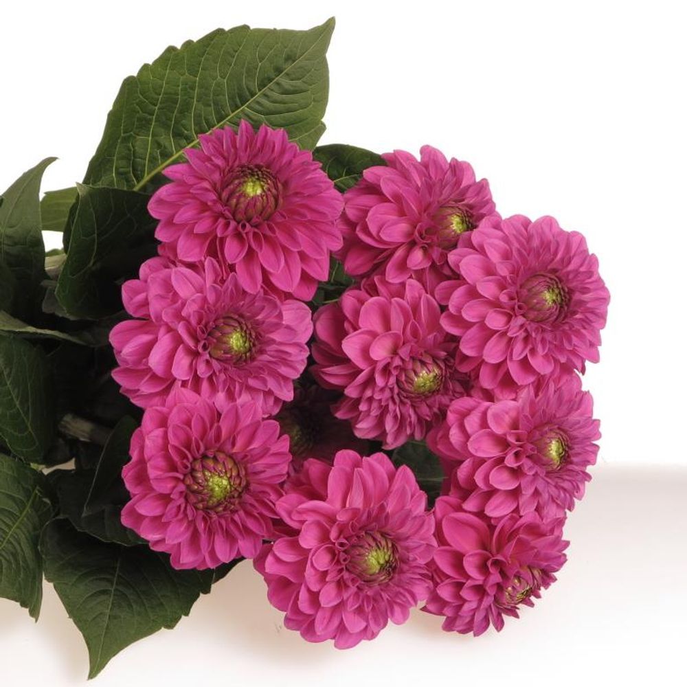 Dahlia lila Pom Pom 40cm