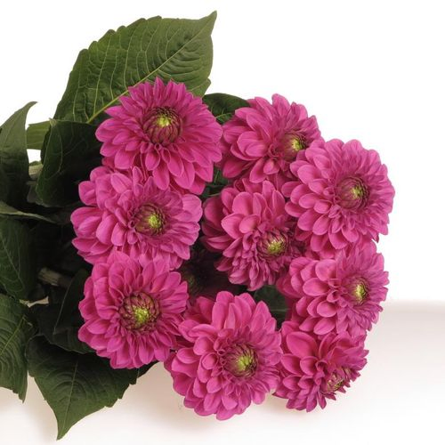 Dahlia lila Pom Pom 40cm