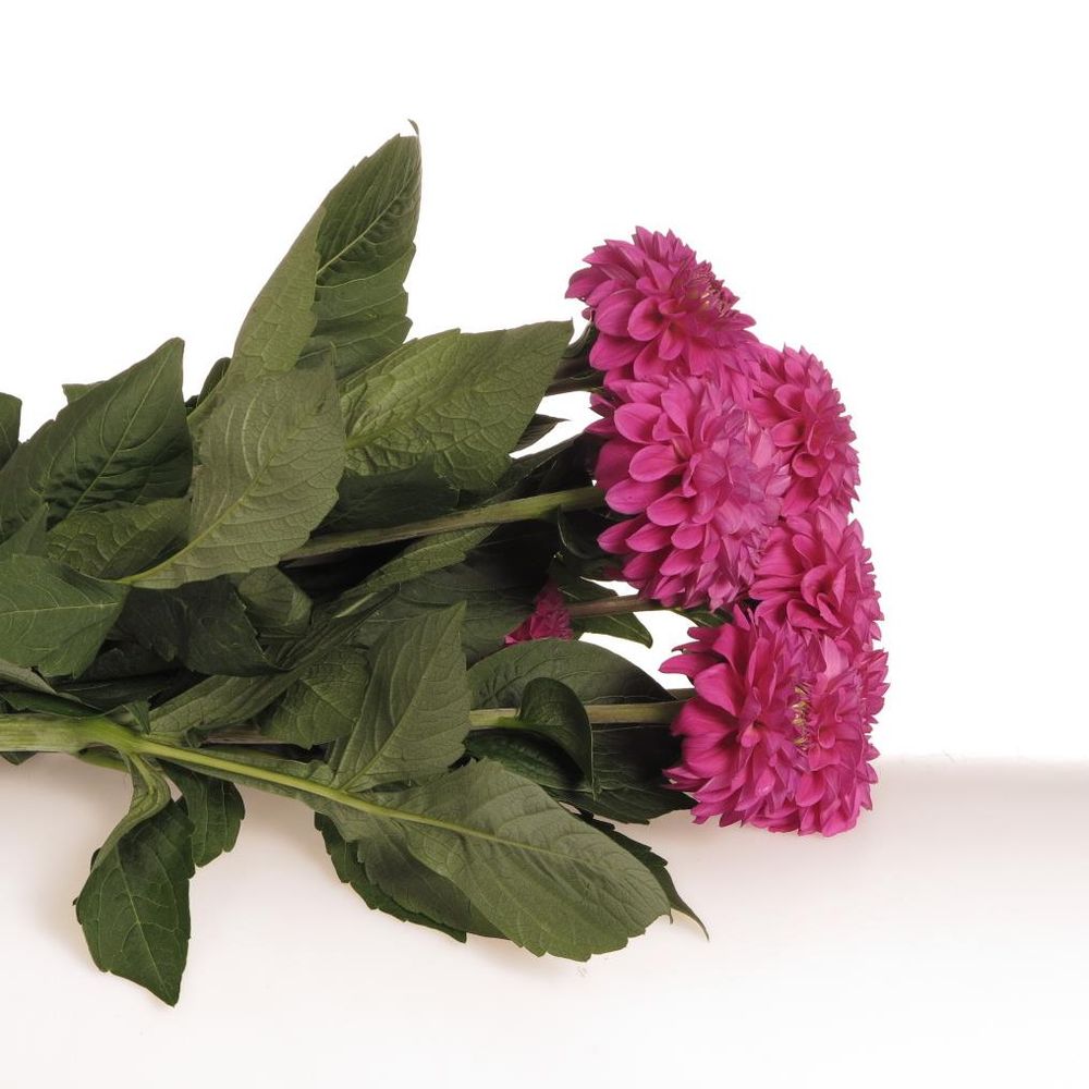 Dahlia lila Pom Pom 40cm