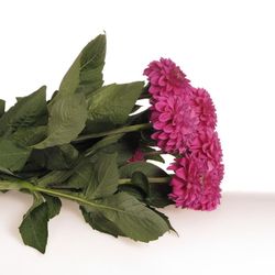 Dahlia lila Pom Pom 40cm