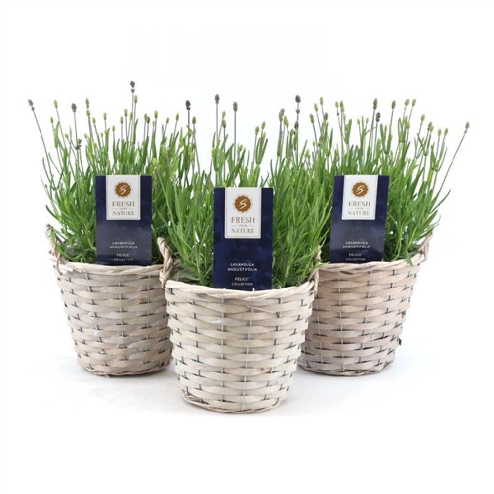 Lavendel Ang. Korb T19 H40