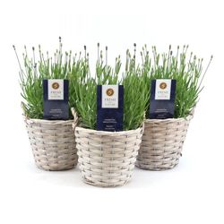 Lavendel Ang. Korb T19 H40