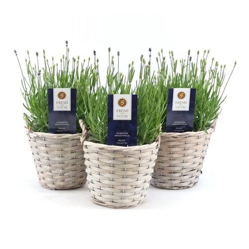 Lavendel Ang. Korb T19 H40