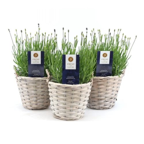 Lavendel Ang. Korb T19 H40