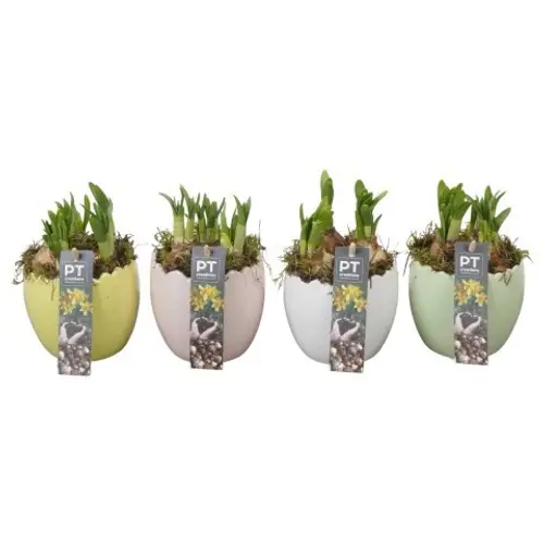 Narzis.Arr mix PTNP4499 Ostern T11 H016