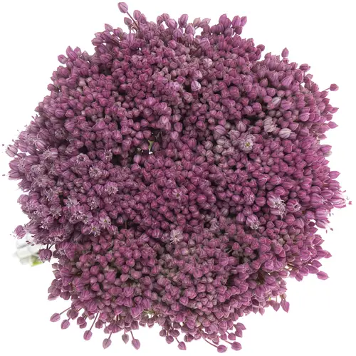 Allium lila Jasmine 90cm