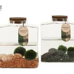Wasser.Arr mix 90879 Marimo T17 H020