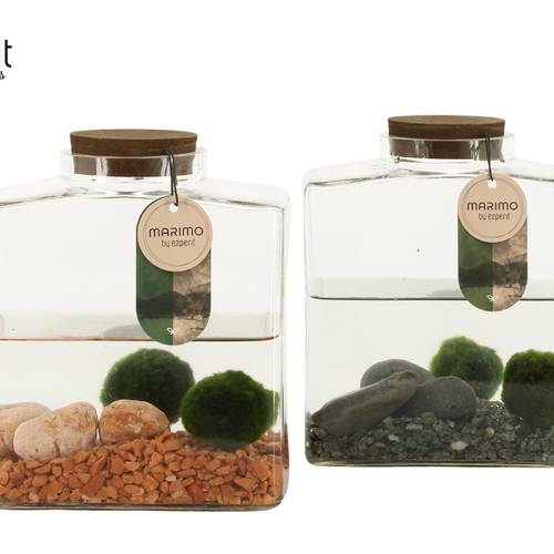 Wasser.Arr mix 90879 Marimo T17 H020