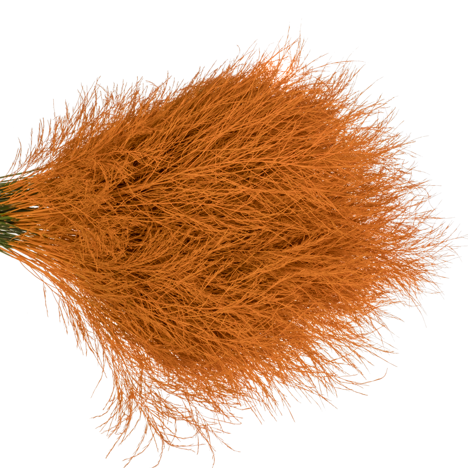 Treefarn dunkel orange gefärbt Bündel