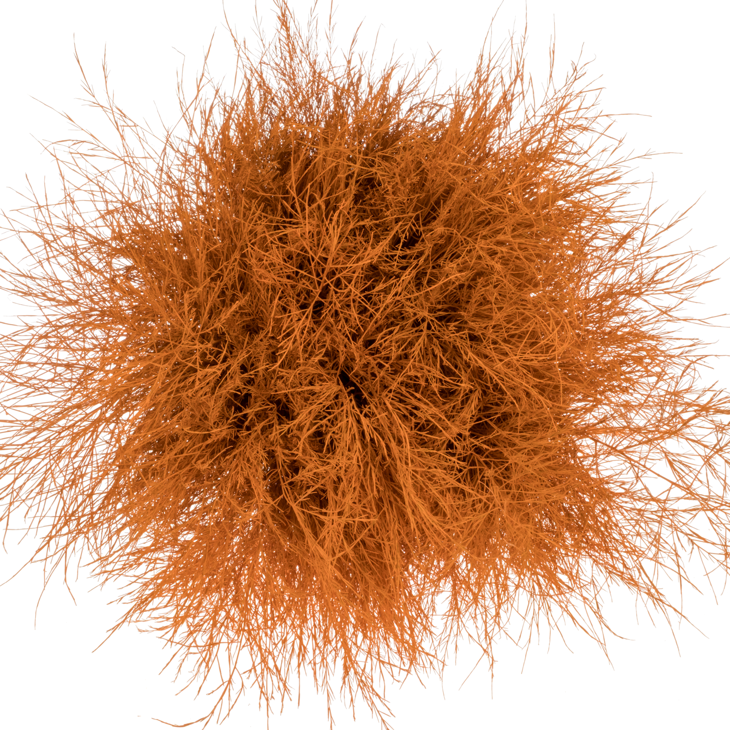 Treefarn dunkel orange gefärbt Bündel