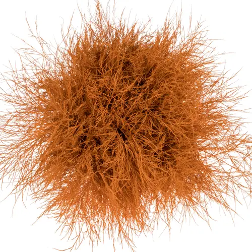 Treefarn dunkel orange gefärbt Bündel