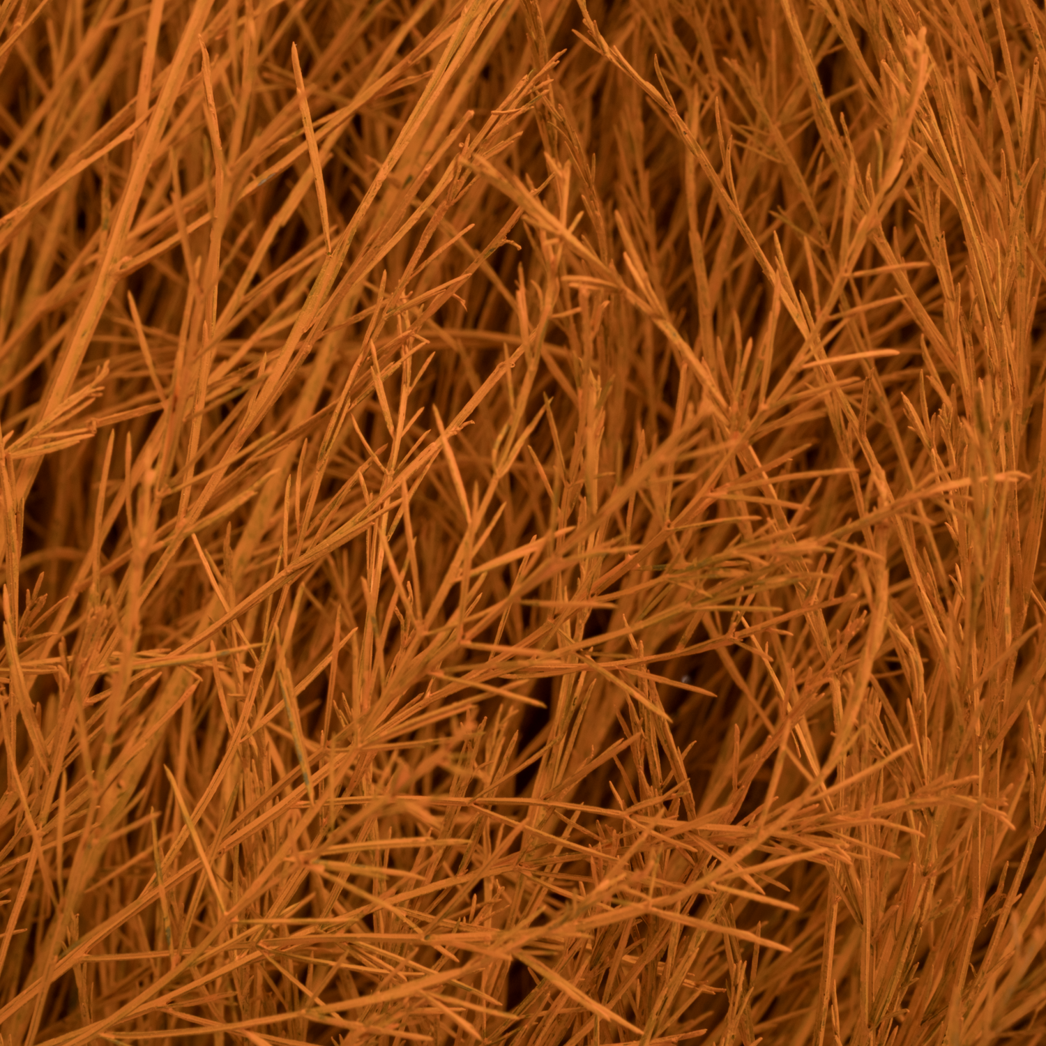 Treefarn dunkel orange gefärbt Bündel
