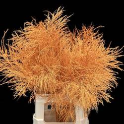 Treefarn dunkel orange gefärbt Bündel
