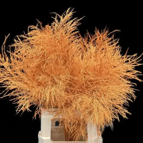 Treefarn dunkel orange gefärbt Bündel