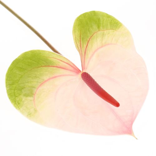 Anthurium rosa/grün Acura Blüte 13cm