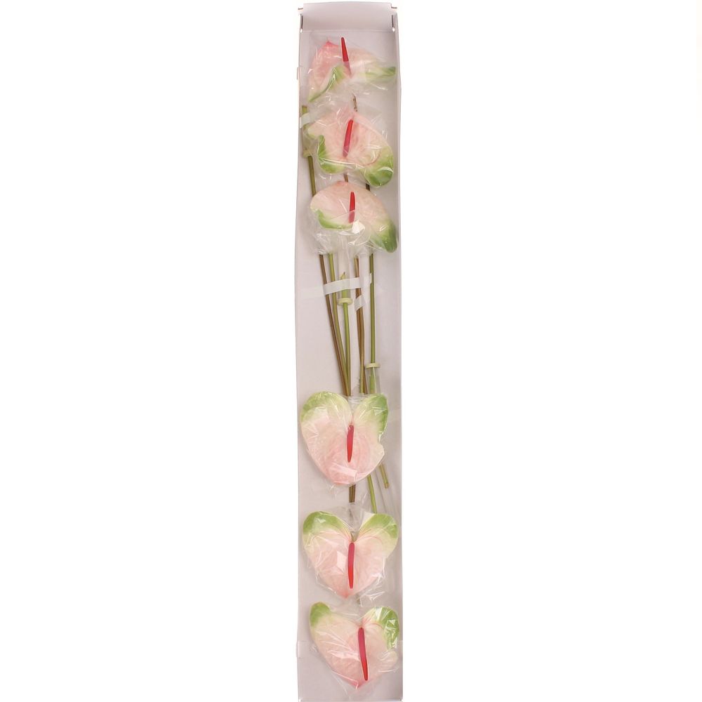 Anthurium rosa/grün Acura Blüte 13cm