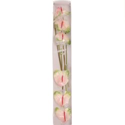 Anthurium rosa/grün Acura Blüte 13cm