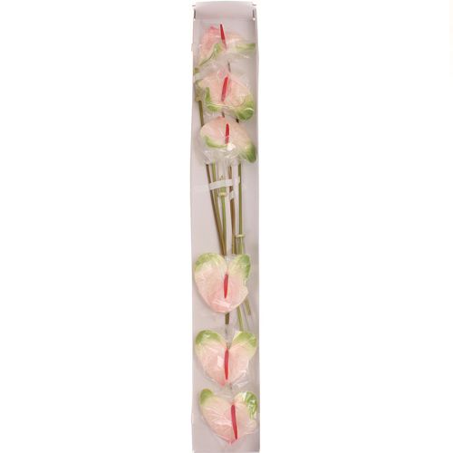 Anthurium rosa/grün Acura Blüte 13cm