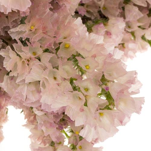 Statice lachs Apricot Sun Birds 70Gramm 80cm Iblaflor