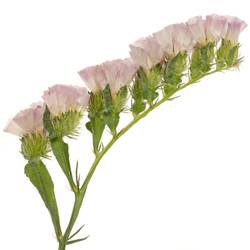 Statice lachs Apricot Sun Birds 70Gramm 80cm Iblaflor