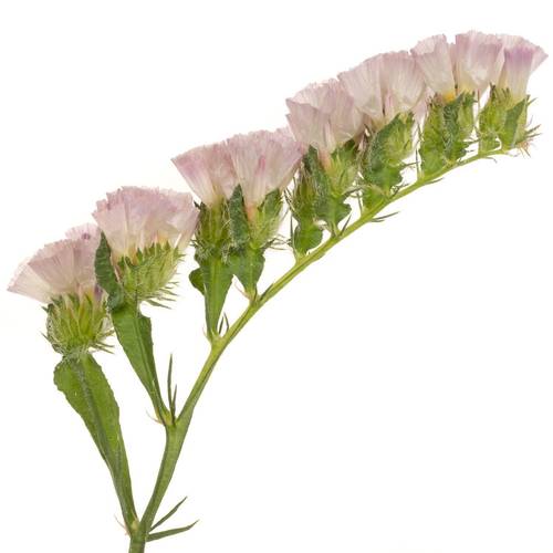 Statice lachs Apricot Sun Birds 70Gramm 80cm Iblaflor