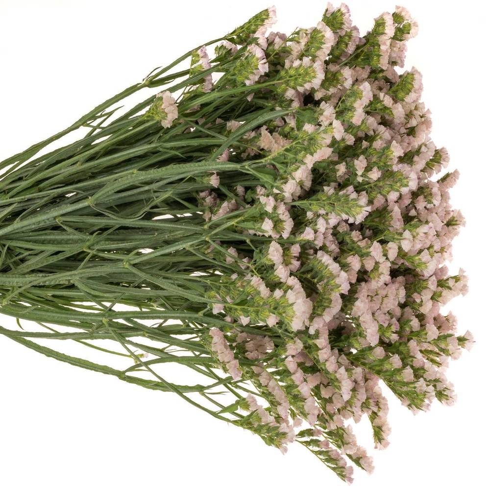 Statice lachs Apricot Sun Birds 70Gramm 80cm Iblaflor