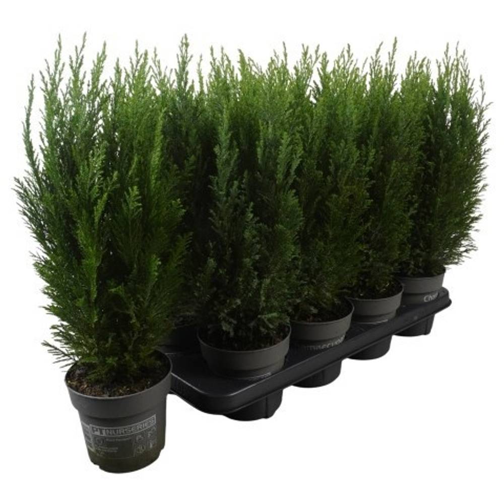 Chamaecyparis Lawsoniana Ellwoodii PTK2513 T13 H045