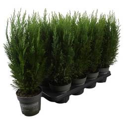 Chamaecyparis Lawsoniana Ellwoodii PTK2513 T13 H045