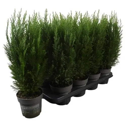 Chamaecyparis Lawsoniana Ellwoodii PTK2513 T13 H045