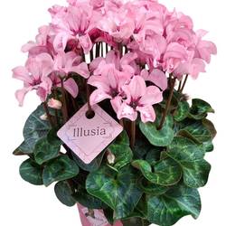 Cylame rosa Illusia T12 H025