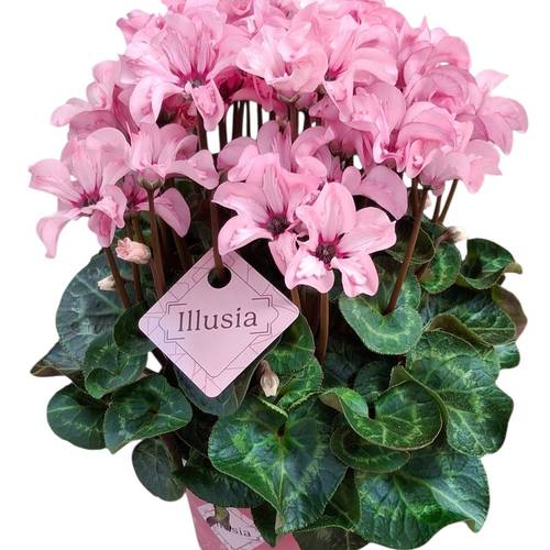 Cylame rosa Illusia T12 H025